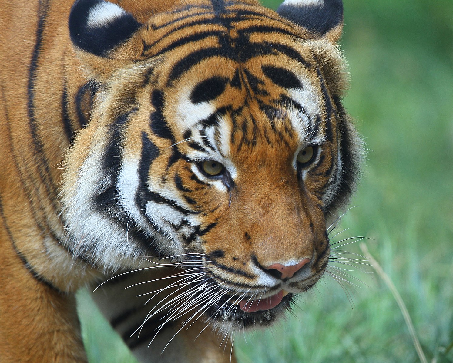 Malayan Tiger - Photo by Greg Hume