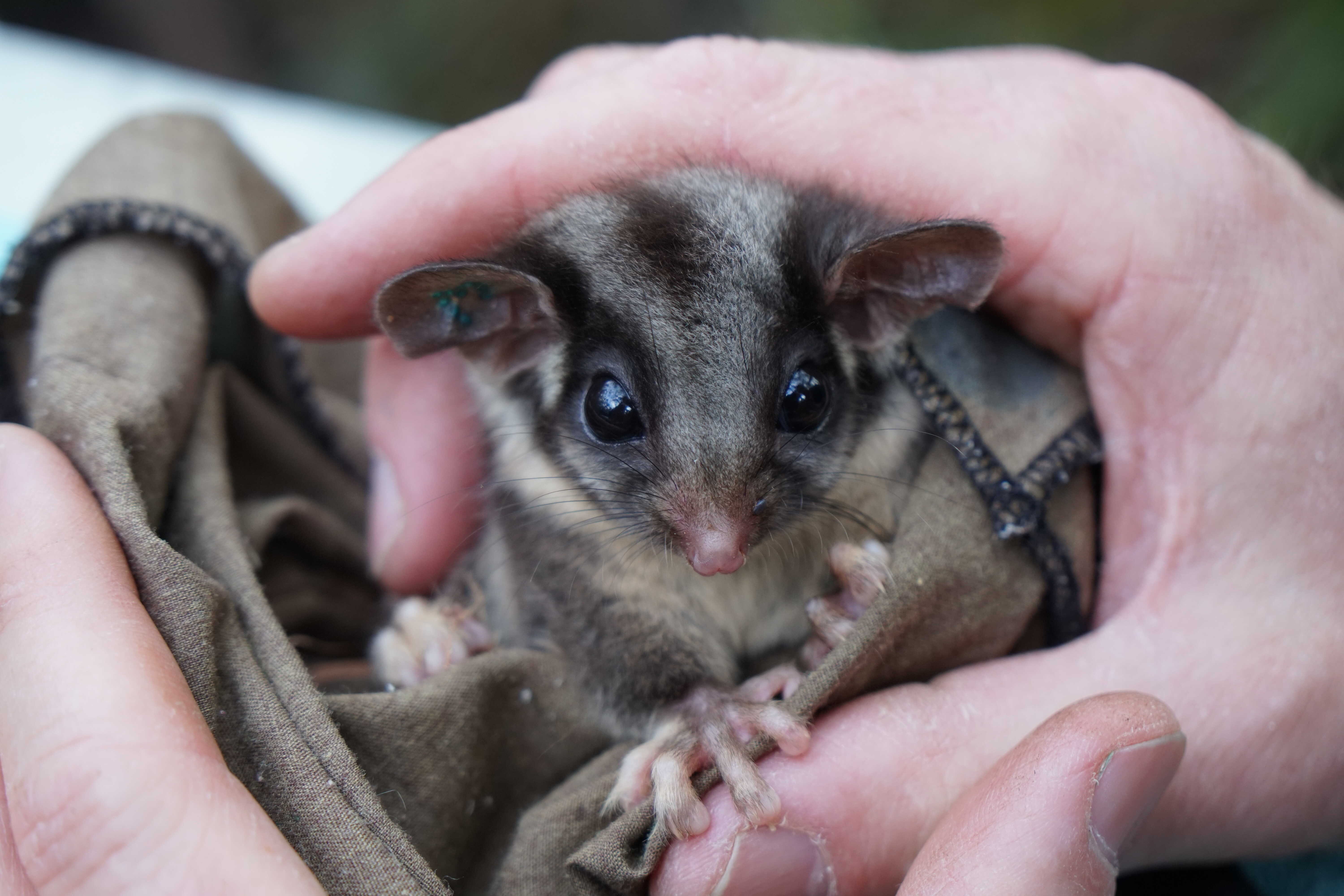 possum
